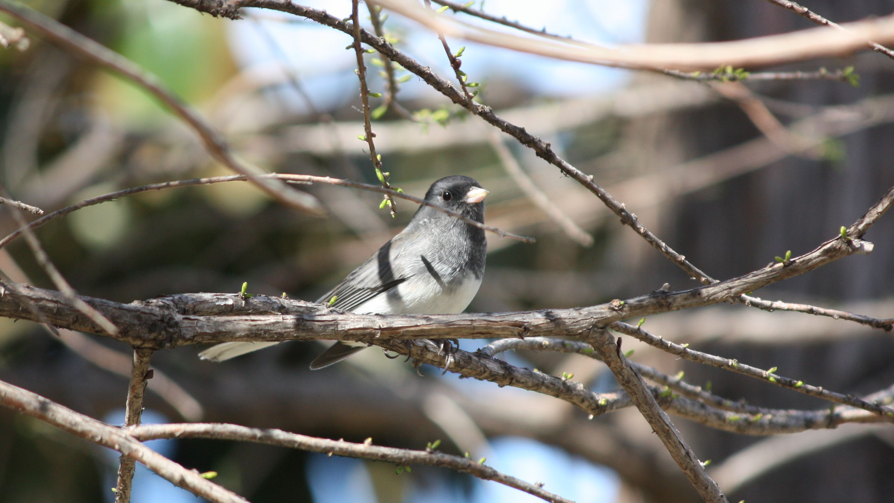 Dark-eyed Junco